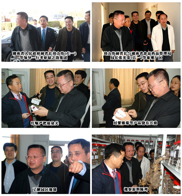 湖南省人民政府副省長劉力偉一行考察綠之韻集團(tuán)